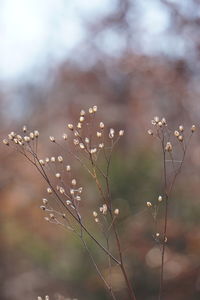 Close-up of flowering plants on field