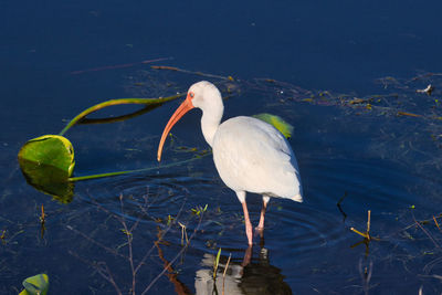 Close-up of bird