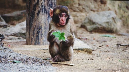 Close-up of cute infant holding leaf while sitting on land