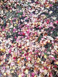 Full frame shot of multi colored leaves