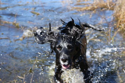 Dog in water