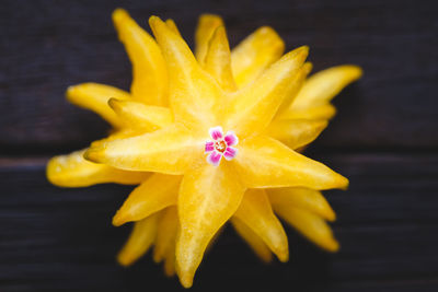 Close-up of yellow flower