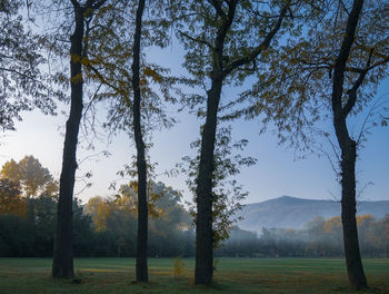 Trees on landscape against sky