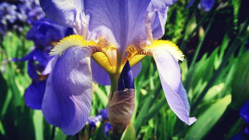 Close-up of purple flowers blooming