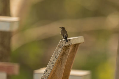 Close-up of bird perching on wood