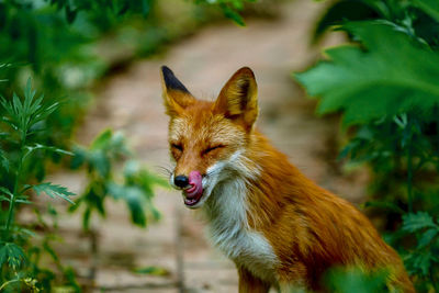 Licking fox