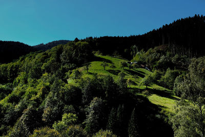 Plants growing on land against clear blue sky