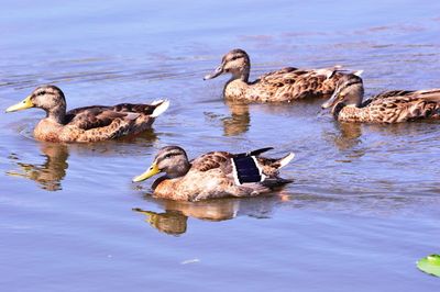 Duck swimming in lake