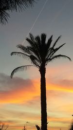 Low angle view of palm trees against sky