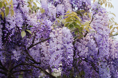 Close-up of purple flowering plants