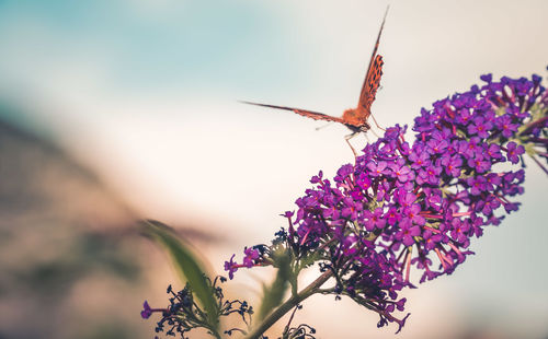 Close-up of butterfly pollinating on purple flower