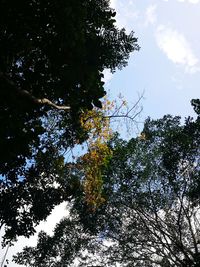 Low angle view of silhouette trees against sky