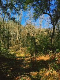 Trees in forest