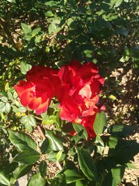 Close-up of red rose plant