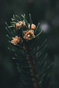 Close-up of a spruce branch tip