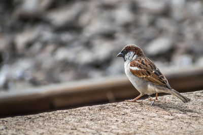 Close-up of a bird