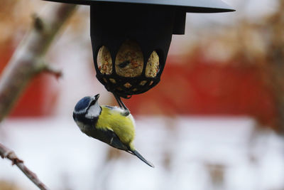 Close-up of bluetit perching on feeder