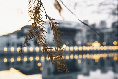 Close-up of plant in lake against sky