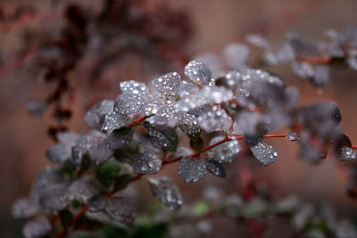 Close-up of wet leaves during rainy season