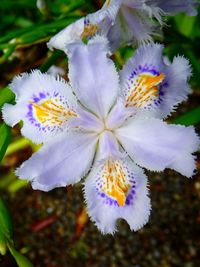 Close-up of purple flower