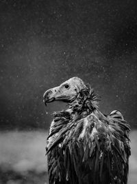 Close-up of vulture during rain