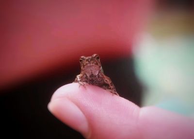 Close-up of hand holding small pink flower