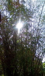 Low angle view of trees against sky