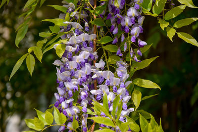 Close-up of purple flowering plants