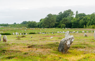 Flock of sheep on field