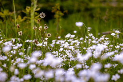 Close-up of white flowering plant on field