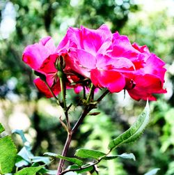 Close-up of pink flowers