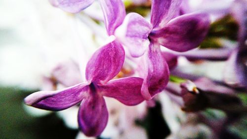 Close-up of fresh flowers blooming outdoors