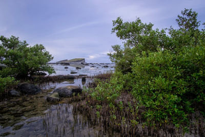 Plants by landscape against sky