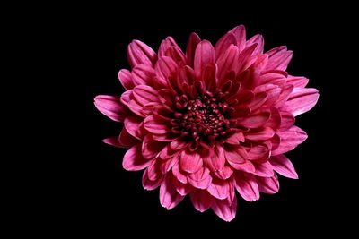 Close-up of pink dahlia flower against black background