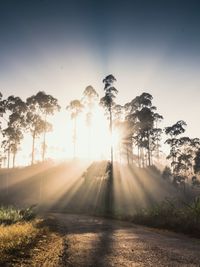 Sunlight streaming through trees against clear sky