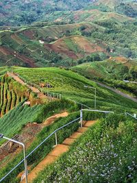 High angle view of agricultural field