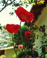 Close-up of red flowers