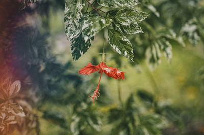 Close-up of red flowering plant