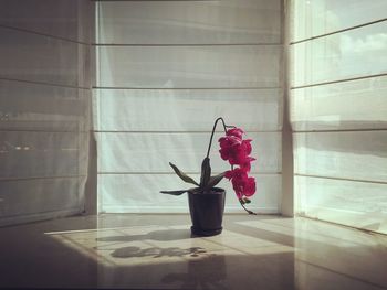 Potted pink flowers against fabric blinds