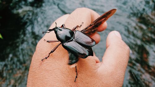Close-up of butterfly on hand