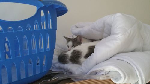 Cat sleeping on bed