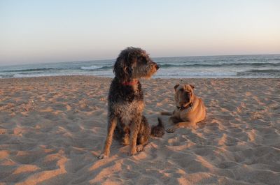 Dog on beach