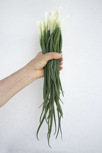 Person holding leaf over white background