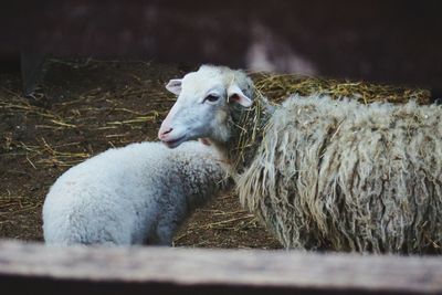 Sheep on ground