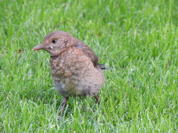 Close-up of a bird on field