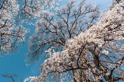 Low angle view of cherry blossom tree against sky