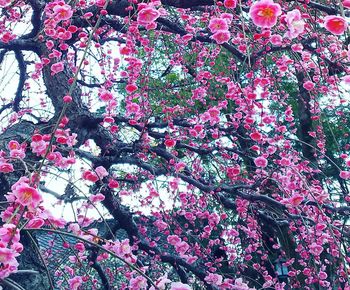 Full frame shot of pink flowering plant