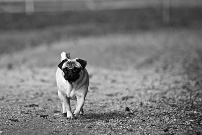 Dog standing in field