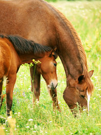 Horse grazing on field with foal