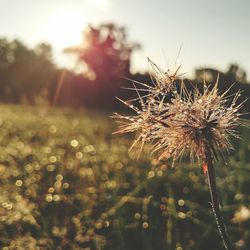 Close-up of dandelion flower